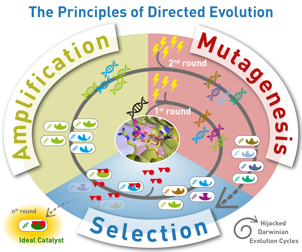 Schema der Analyse und Optimierung von Katalysatoren durch gerichtete Evolution